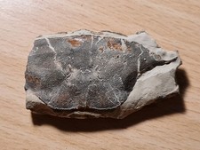 Crabe fossile podophtalmus d'occasion  Sessenheim