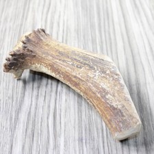 Natural shed elk for sale  Parma