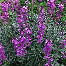 Erysimum bowles mauve for sale  Shipping to Ireland