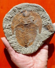 Trilobite cambrien cambropalla d'occasion  Cuxac-d'Aude