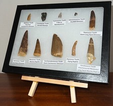 Fossil dinosaur reptile for sale  Wimauma