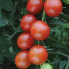 Cherry tomato sweet for sale  LLANDYSUL