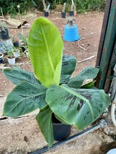 Banano cavendish pianta usato  Palermo