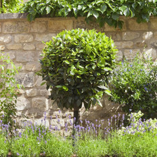 Laurus nobilis 40cm for sale  UK