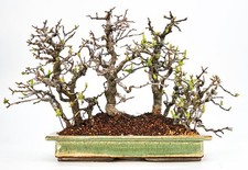 Bonsai cotogne pseudocydonia usato  Spedire a Italy