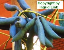 Samen winterhart blaue gebraucht kaufen  Calw