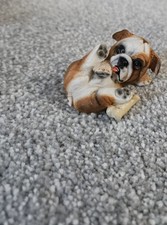 English bulldog puppy for sale  SHEFFIELD