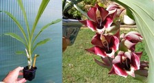 Catasetum orchidglade fire d'occasion  Fumel