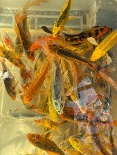 High quality assorted for sale  Salt Lake City