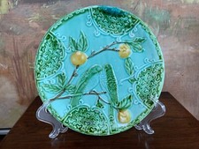 english budgie for sale english budgie for sale Boise