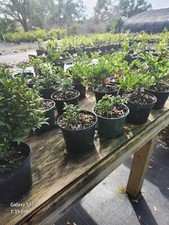 Dwarf cherry pre for sale  Littleton