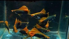 Hamburg hifin swordtail for sale  Darien
