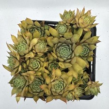Sempervivum kalinda live for sale  Tunkhannock