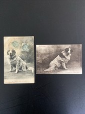 Zz531 pyrenean dogs d'occasion  Expédié en Belgium