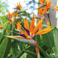 Strelitzia bird paradise for sale  IPSWICH