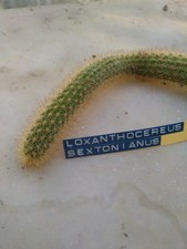 Loxanthocereus sextonianus. cu usato  Civitanova Marche