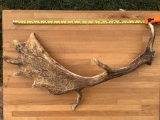 Deer antler cast for sale Deer antler cast for sale  BOGNOR REGIS