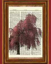 Cherry blossom tree for sale  Hernando