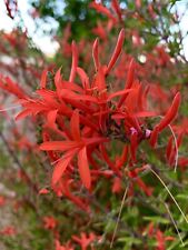 Anisacanthus quadrifidus flame for sale  Trabuco Canyon