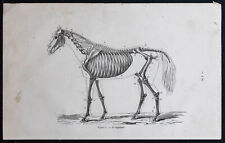 1882 squelette cheval d'occasion  Gy