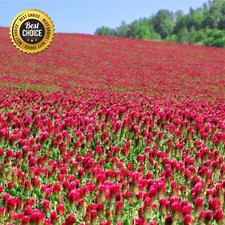 Non gmo crimson for sale  Dayton