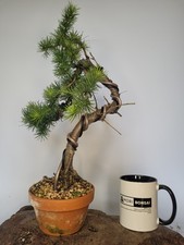 Japanese larch bonsai for sale  ELGIN
