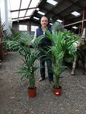 1x4.5 5ft kentia for sale  CLITHEROE