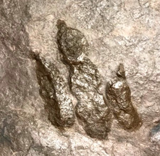 Great dinosaur footprint for sale  Brooklyn