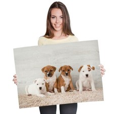 Cute staffie puppies for sale  SELBY