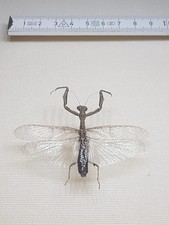 Mantis . gebraucht kaufen Mantis . gebraucht kaufen  Halle