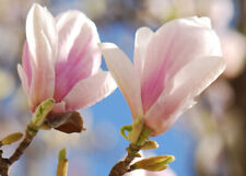 Magnolia soulangeanan plant for sale  MARCH