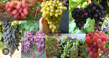 Usado, BIO ORGÂNICO - 7 variedades de uvas - 7 estacas ---total comprar usado  Enviando para Brazil