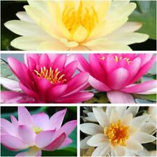 Himmlische blütenpracht lotus gebraucht kaufen  Sulzbach-Rosenberg