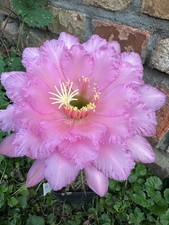 Ibrido trichocereus ka2020.54. usato  Spedire a Italy