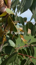 Eucalyptus vata der gebraucht kaufen  Bad Rappenau