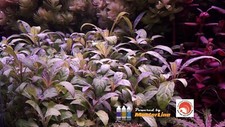 Stems purple staurogyne for sale  Stockton
