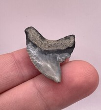 Large Rooted 1.25” Lowcountry Fossil Tiger Shark Tooth for sale  Charleston