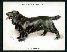 Field spaniel john for sale  COLEFORD