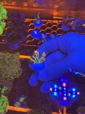 Strawberry shortcake acropora for sale  EBBW VALE