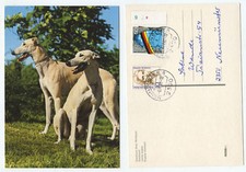 19937 greyhound englischer gebraucht kaufen  Berlin