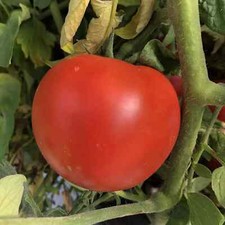 100 seeds park for sale  Frankfort
