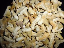 Denti squalo fossili usato  Spedire a Italy