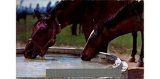 Horses drinking water for sale  Southampton