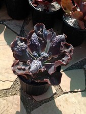 echeveria succulent plant for sale echeveria succulent plant for sale Canoga Park