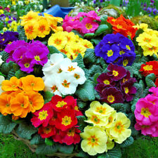 Primrose polyanthus supernova for sale  LINCOLN