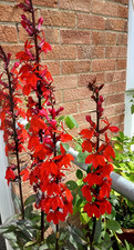 vertical garden for sale  SOUTHAMPTON