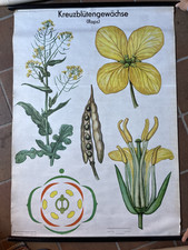 Schulwandkarte lehrtafel rollb gebraucht kaufen  Schwerin