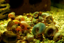 Live ramshorn snails for sale  Cairo