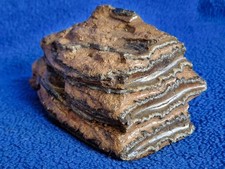 Waldelefant palaeoloxodon anti gebraucht kaufen  Stuttgart