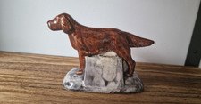 red setter for sale  TAUNTON